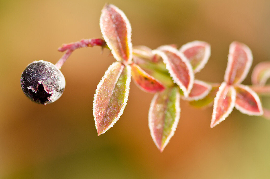 Close up of frosty blueberry plant