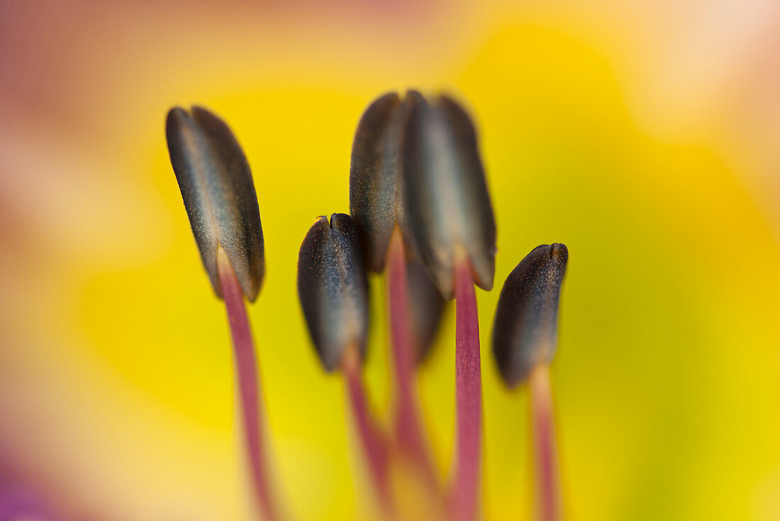 Close up of day lily stamens