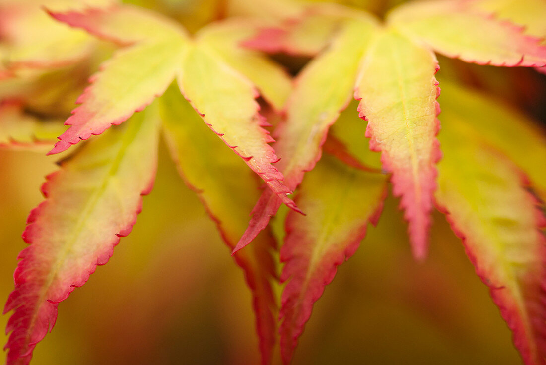 Close up of acer palmatum leaves