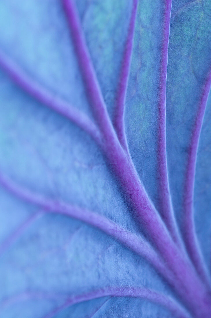 Close up of veins in cabbage leaf