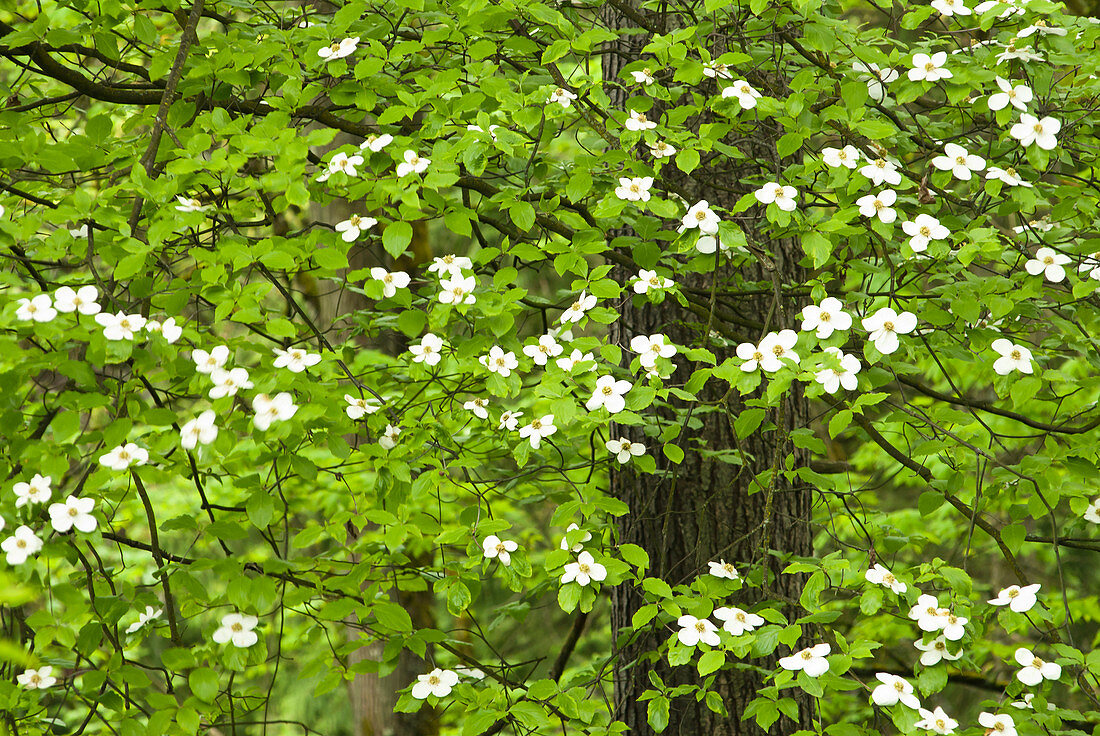 Dogwood flowers growing on tree