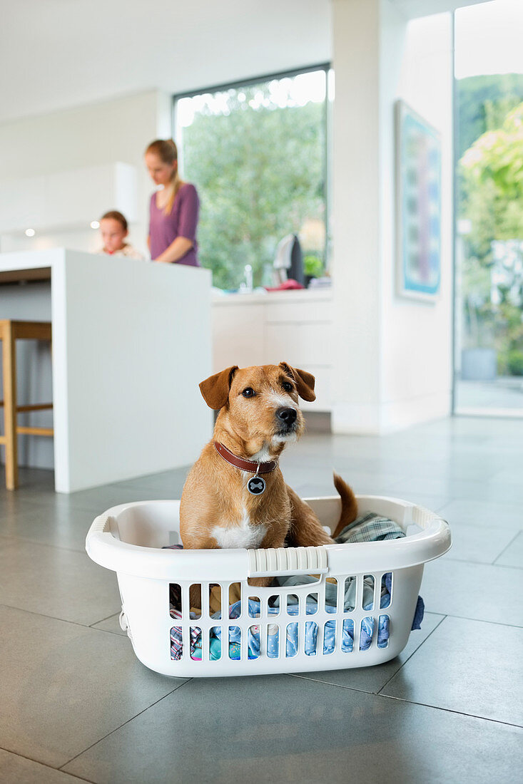Dog sitting in laundry basket in kitchen