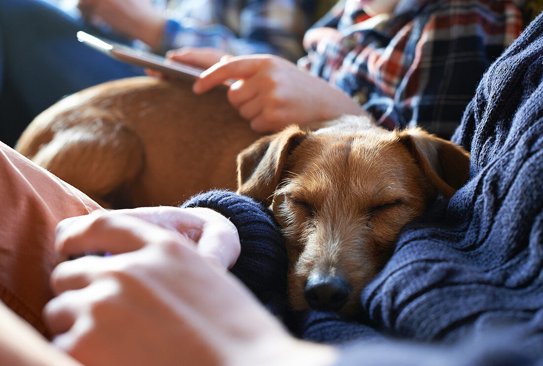 Dog sleeping on owners' laps