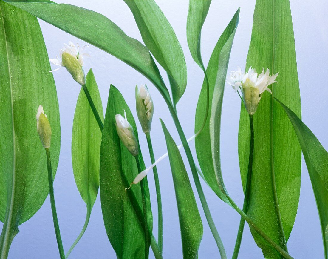 Ramsons (wild garlic) leaves and flowers