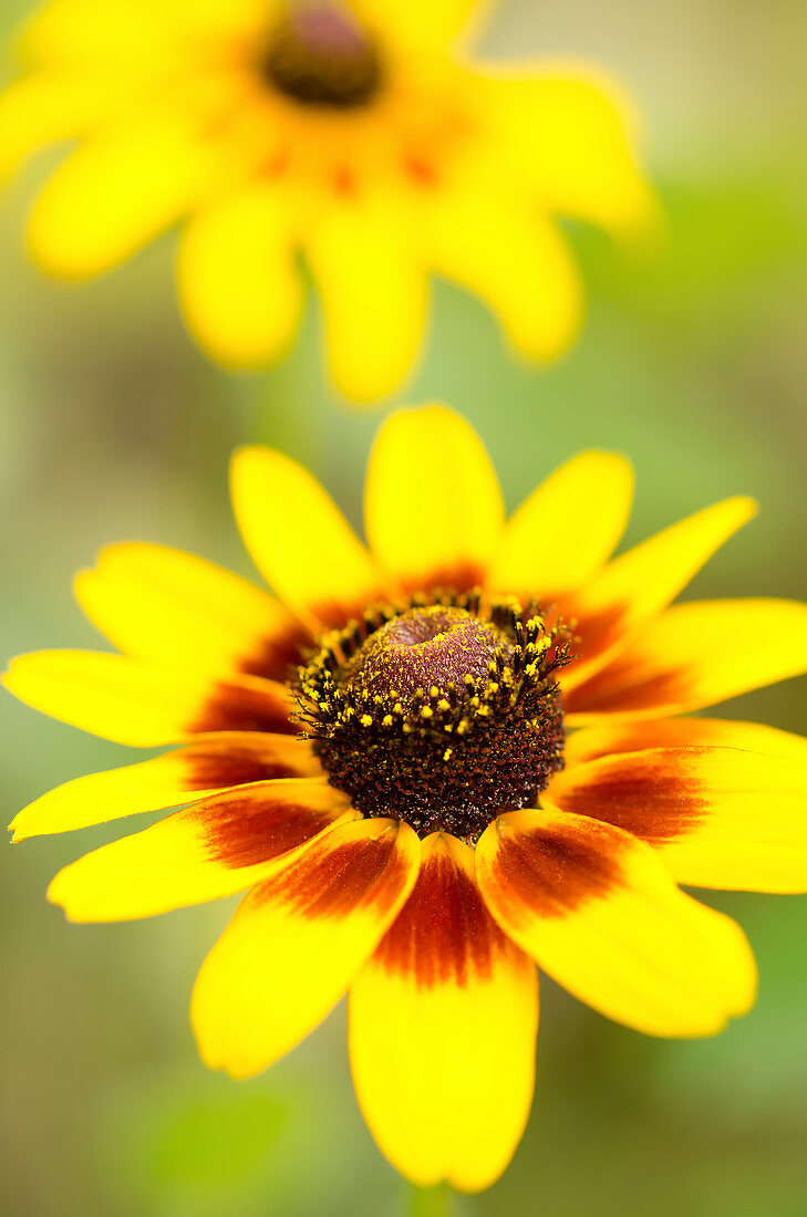 Close up of black-eyed Susan flower