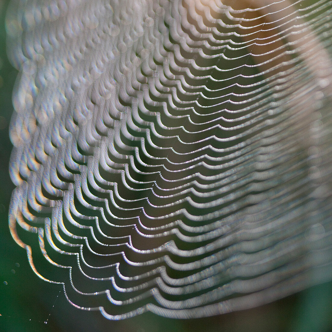 Close up of strands of spider web