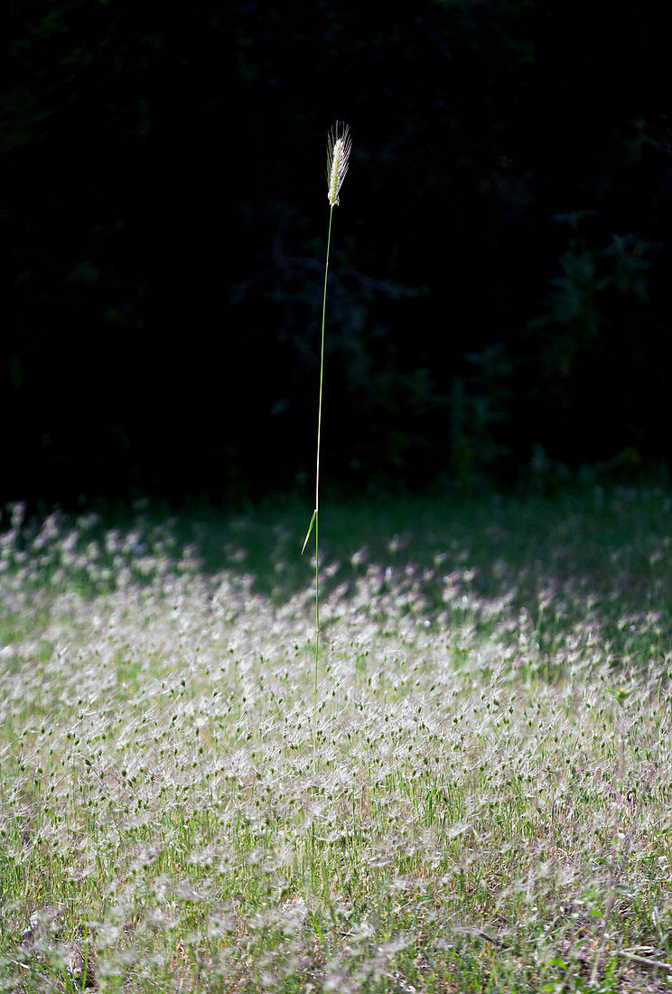 Towering stalk in field of flowers