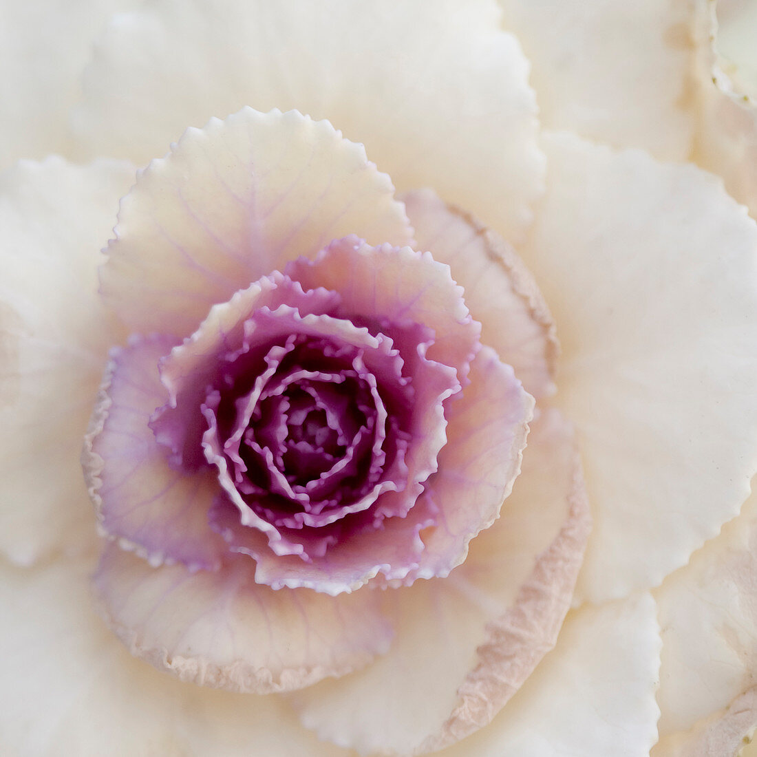 Extreme White and purple cabbage plant