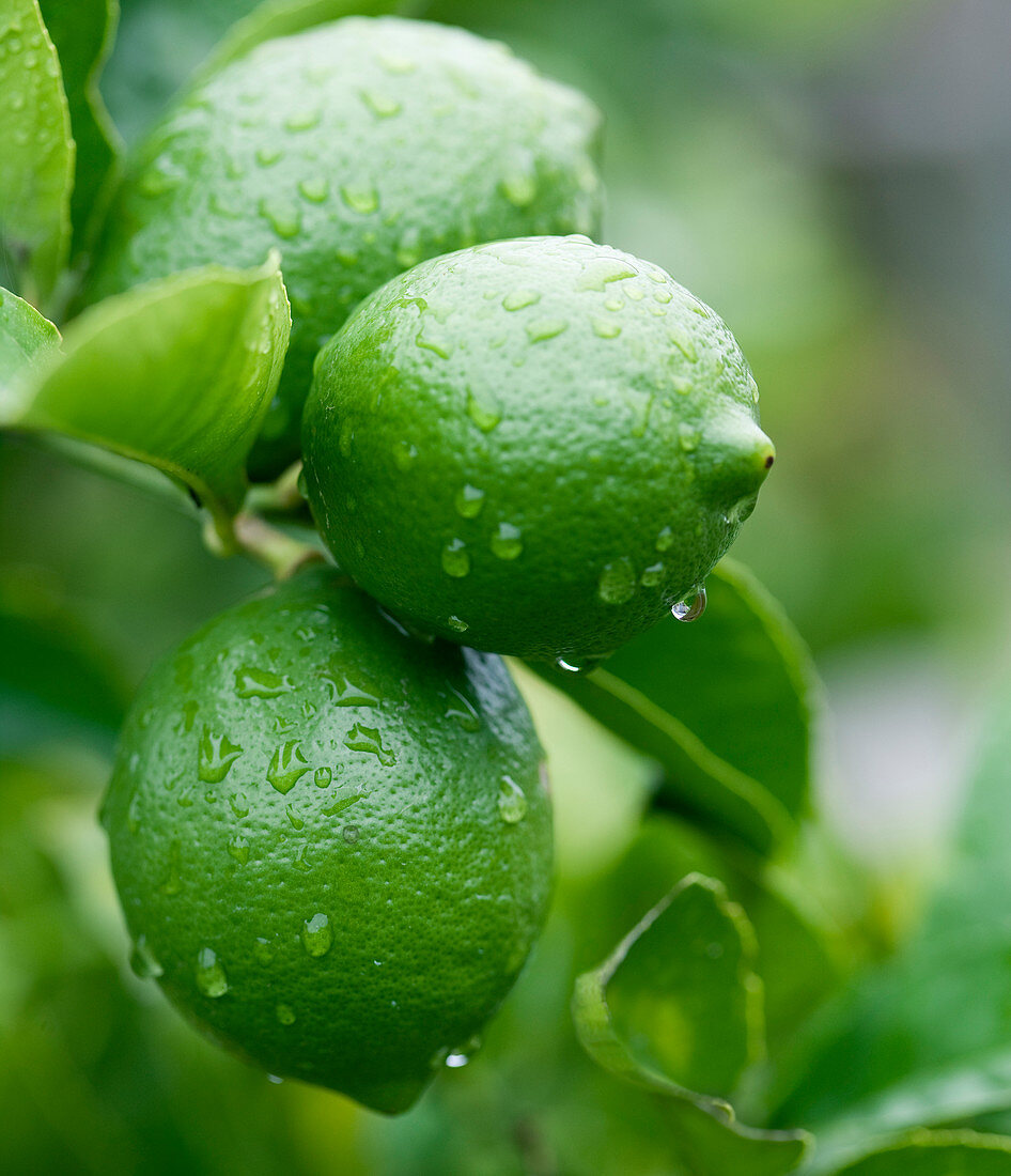 Water droplets on green lemons