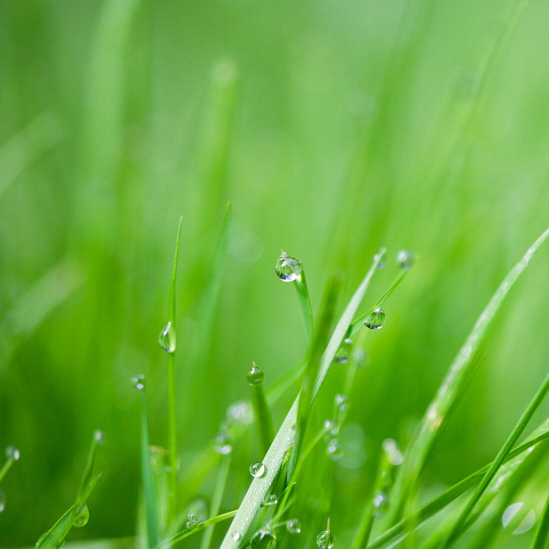 Water droplets on blades of grass