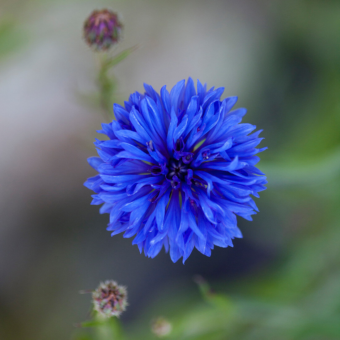 Close up of blue cornflower