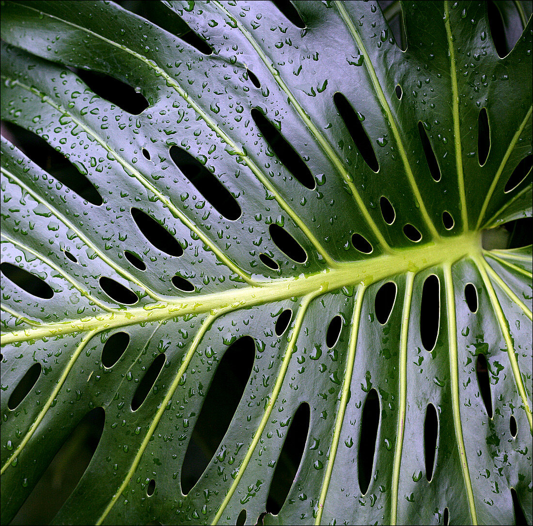 Water droplets on Swiss cheese plant leaf