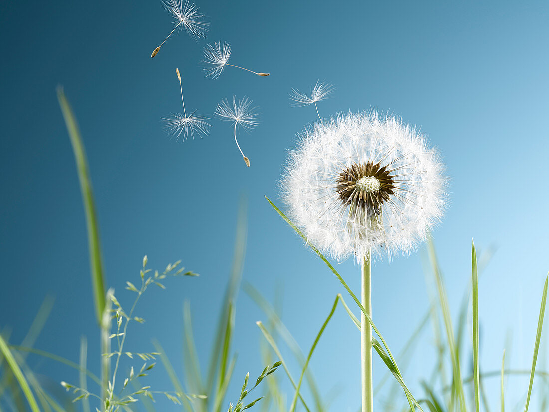 Close up of dandelion plant