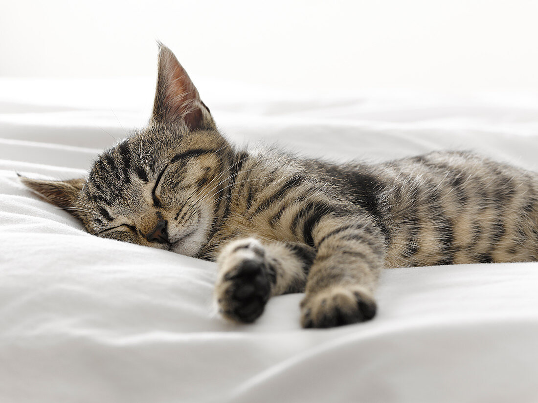 Kitten napping on blankets