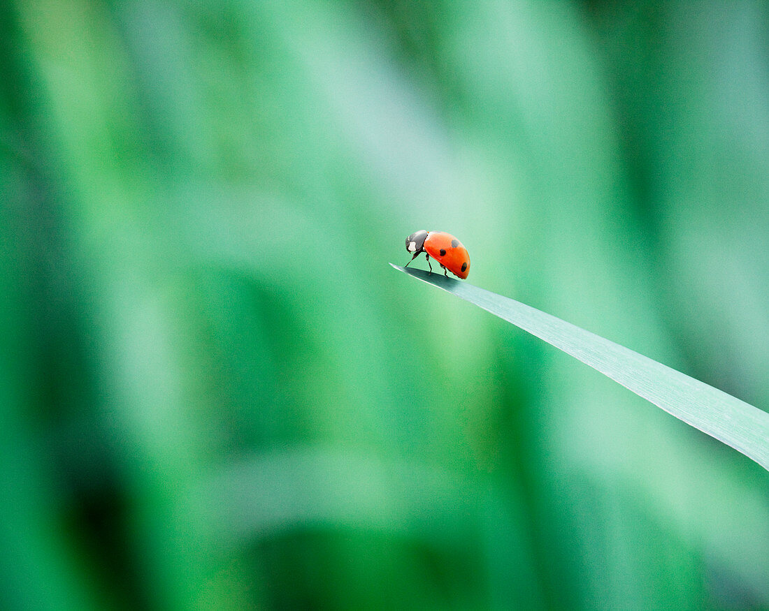 Ladybug on tip of leaf