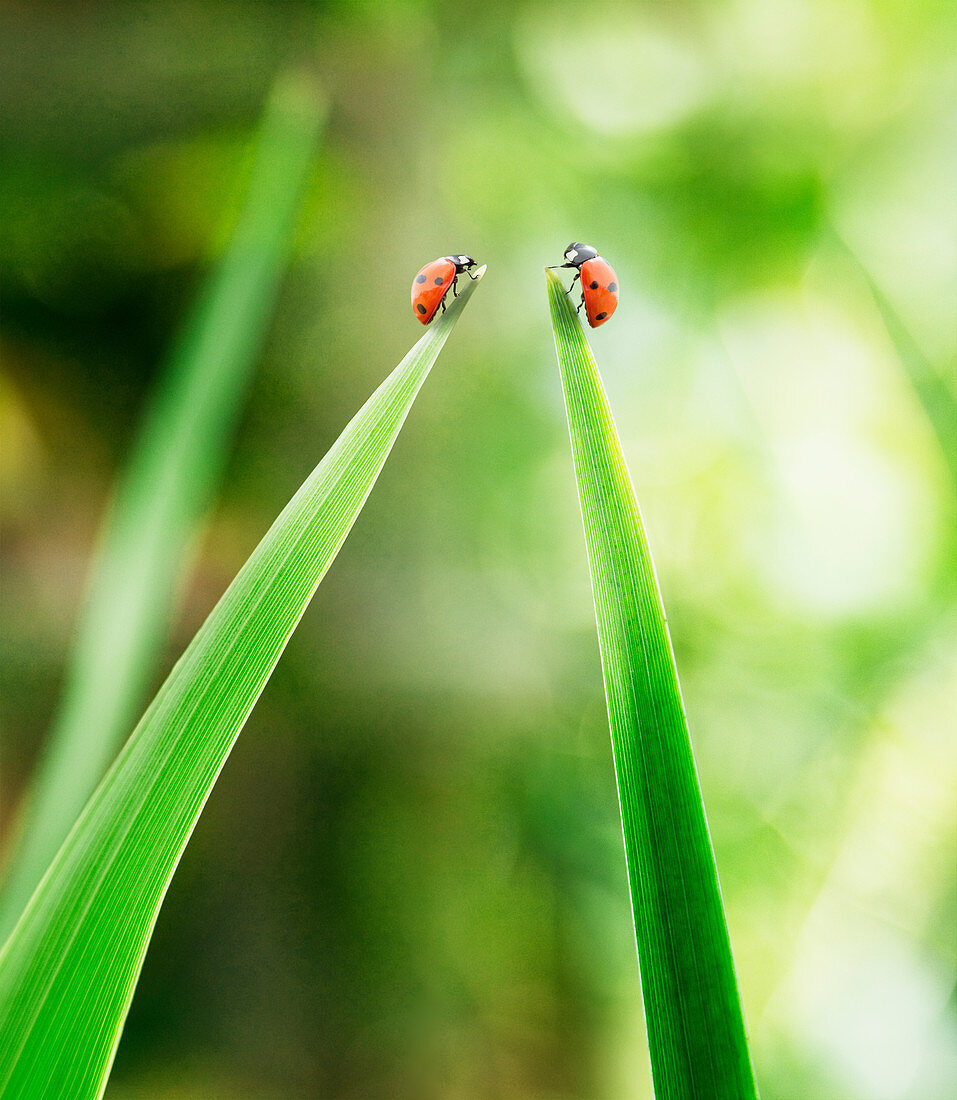 Ladybugs on tips of leaves