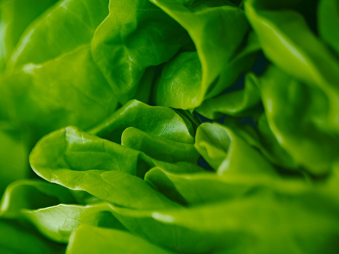 Extreme close up of round lettuce