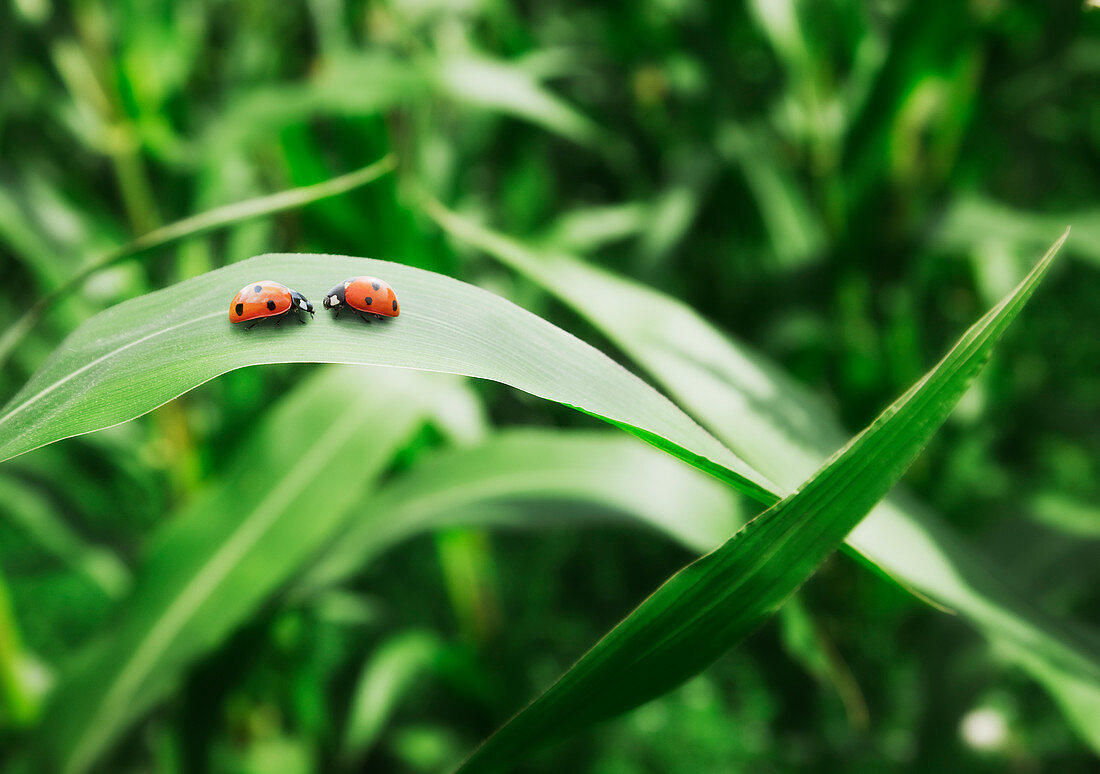 Ladybugs face to face on leaf