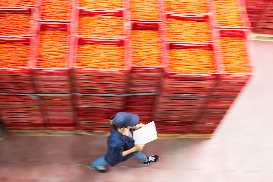 Worker walking past tomato crates