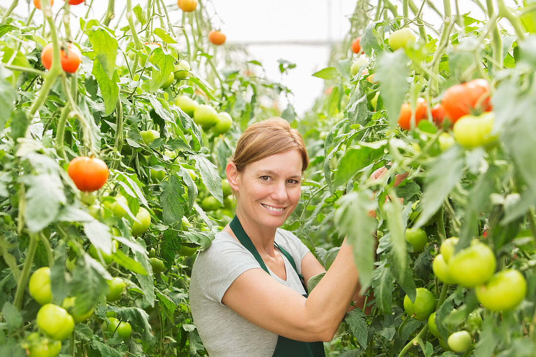 Woman tending to tomato plants