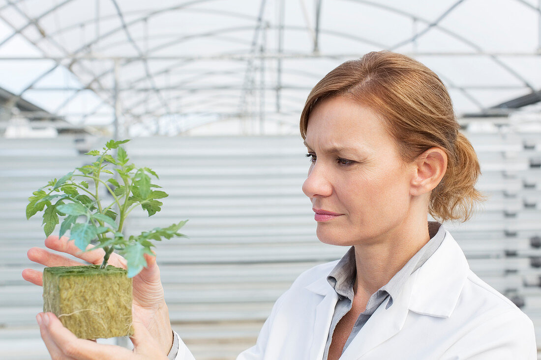 Botanist examining plant in greenhouse