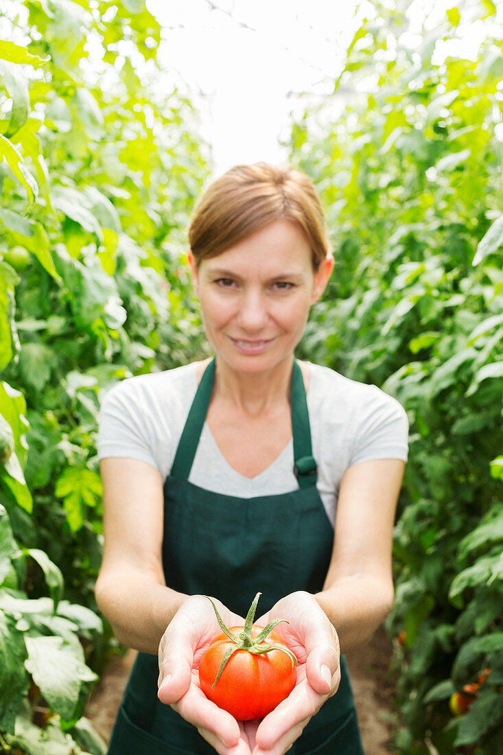Woman holding ripe tomato in greenhouse