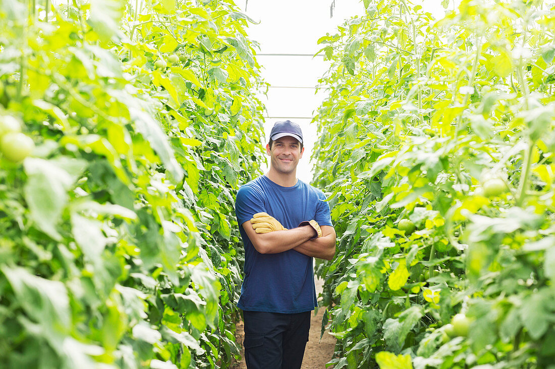 Worker among tomato plants