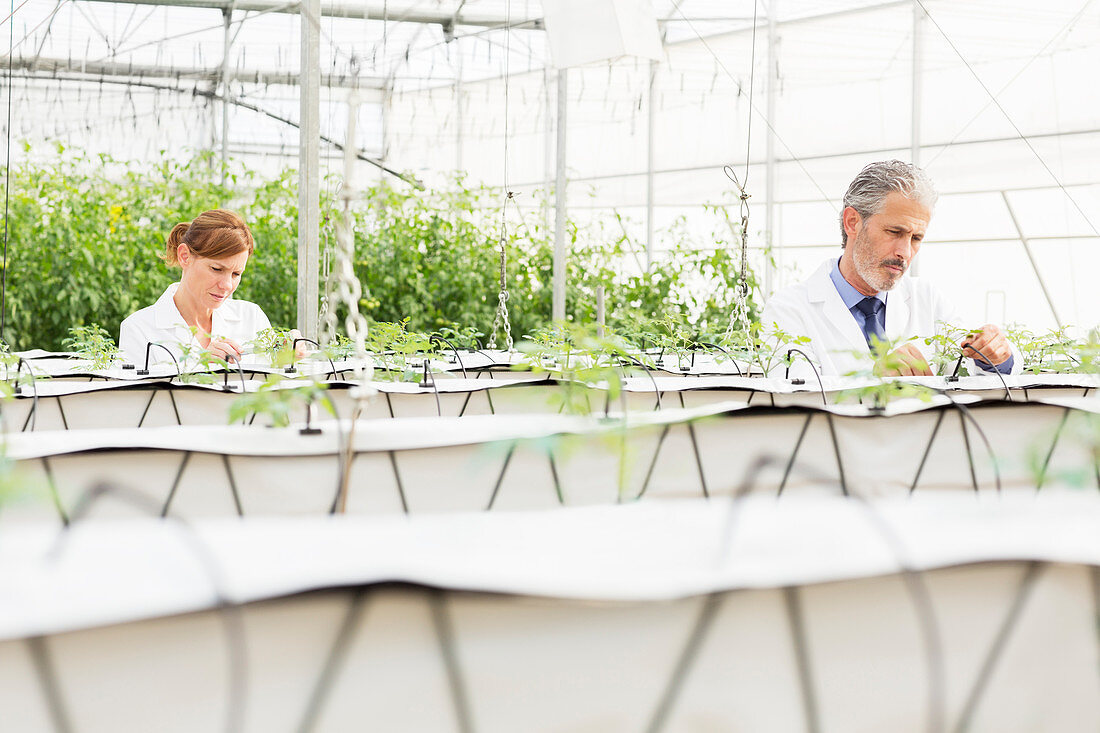 Botanists examining plants in greenhouse