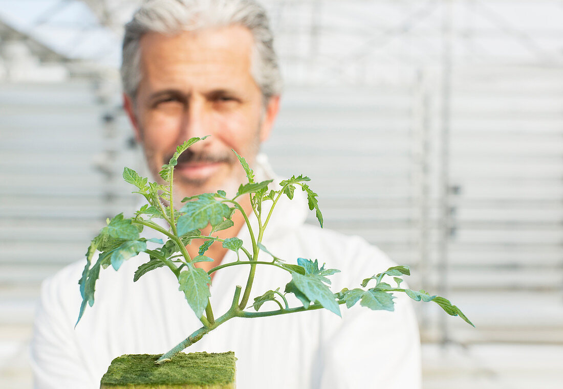 Botanist holding tomato plant