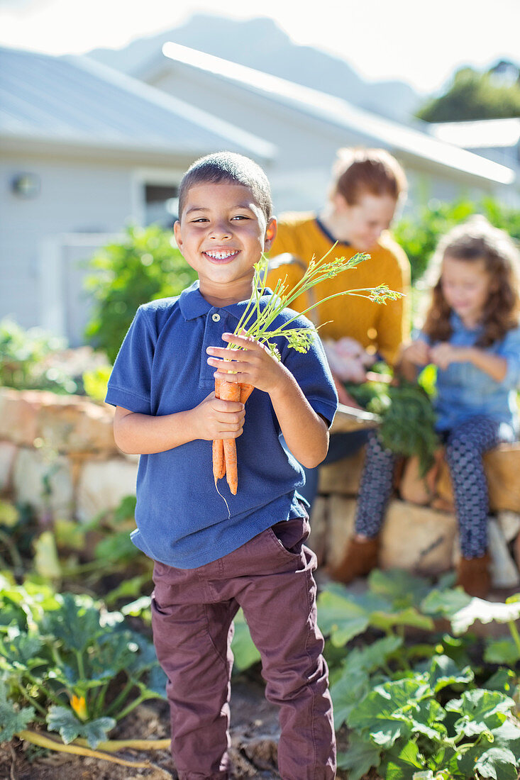 Boy holding bunch of carrots in garden