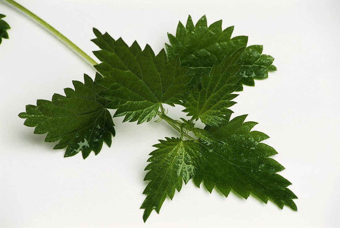 Young nettle leaves on white background