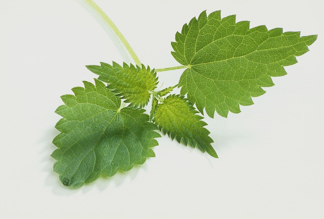 Young nettle leaves on white background