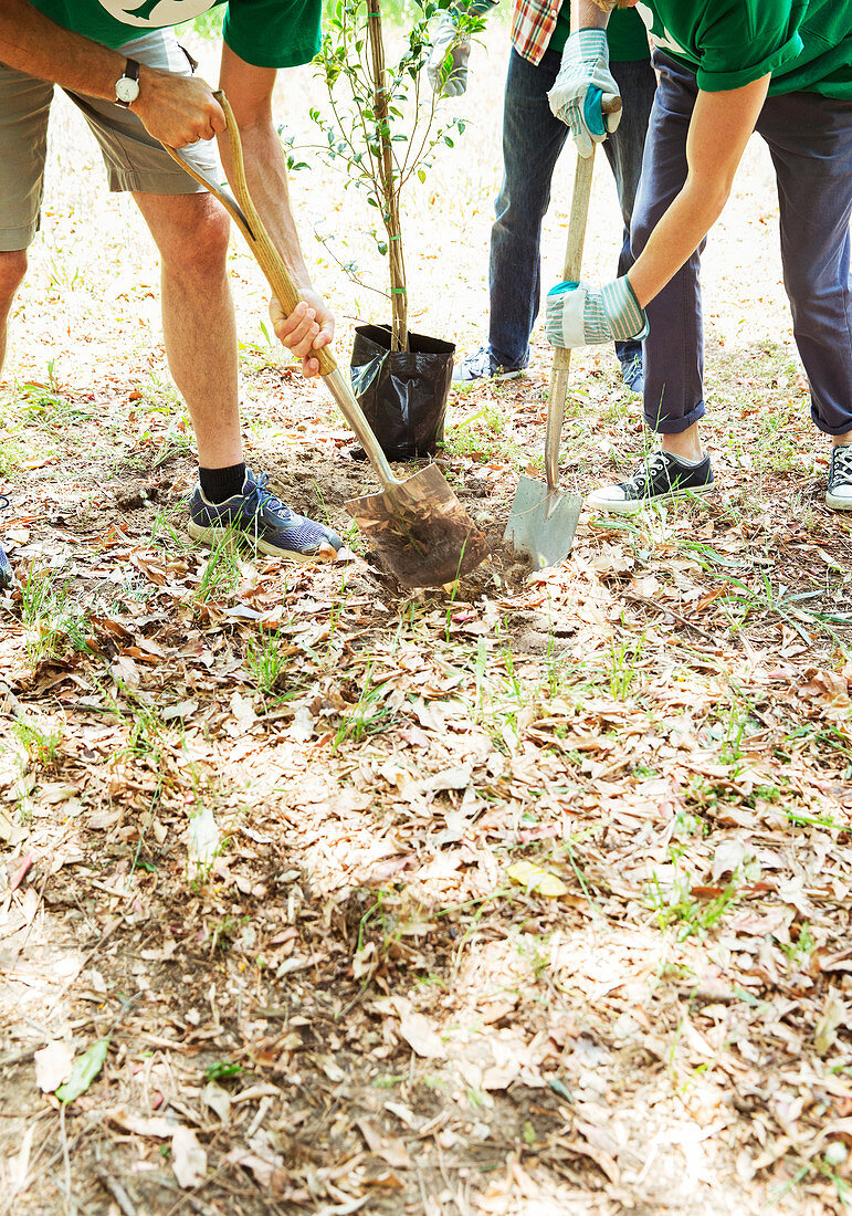 Environmentalist volunteers planting