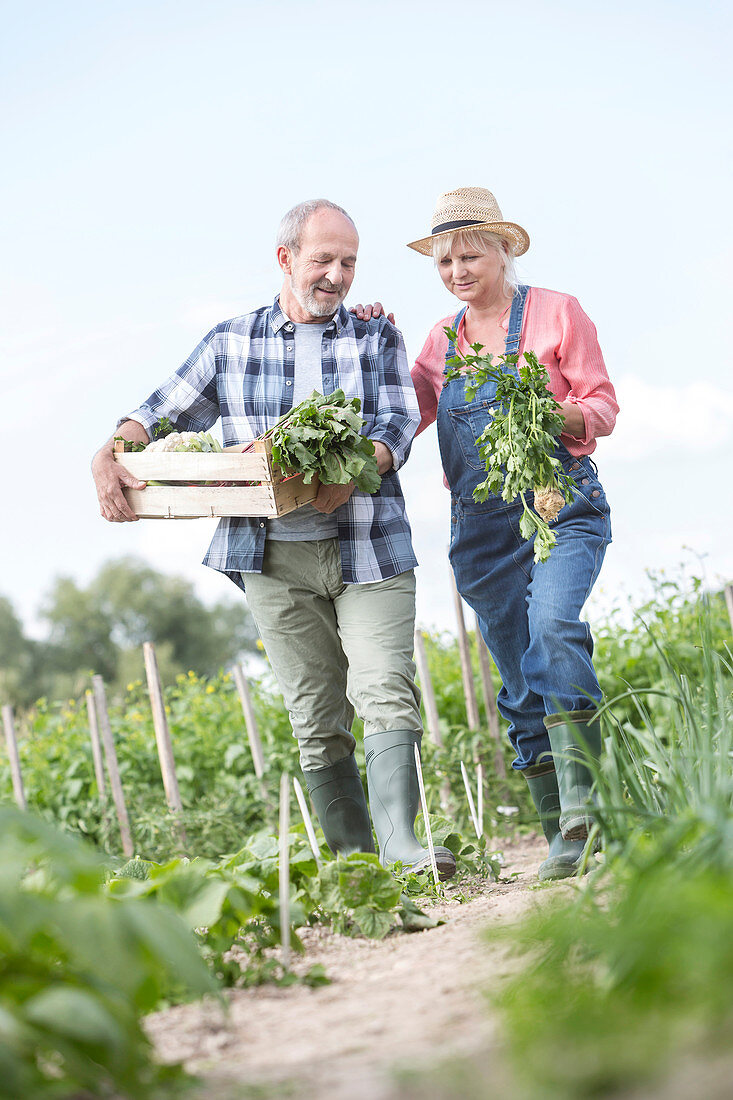 Senior couple harvesting vegetables