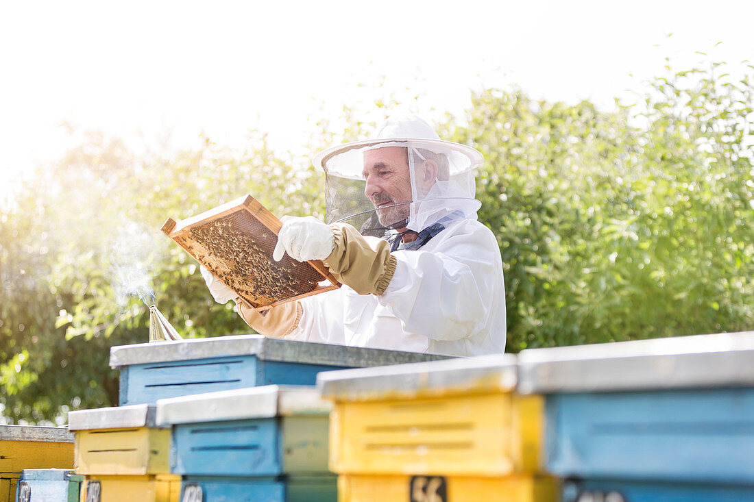 Beekeeper examining bees on honeycomb