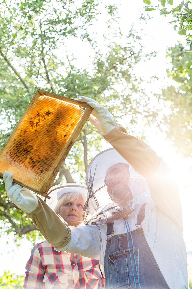 Beekeepers examining bees on honeycomb