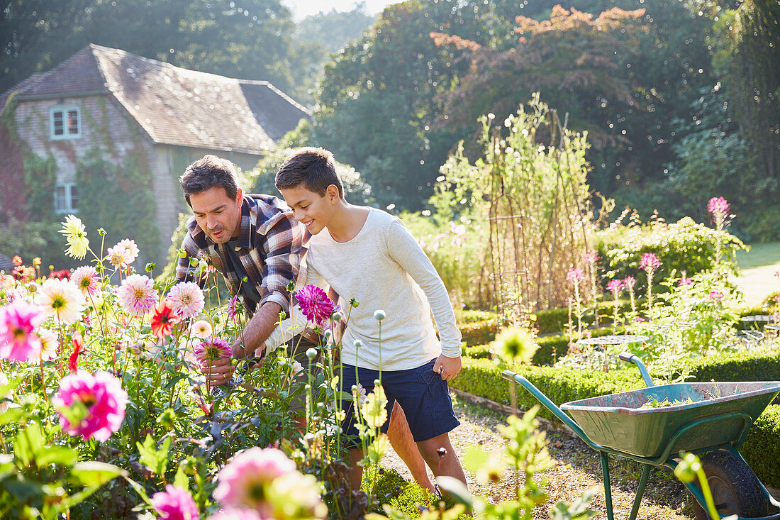 Father and son picking flowers in garden