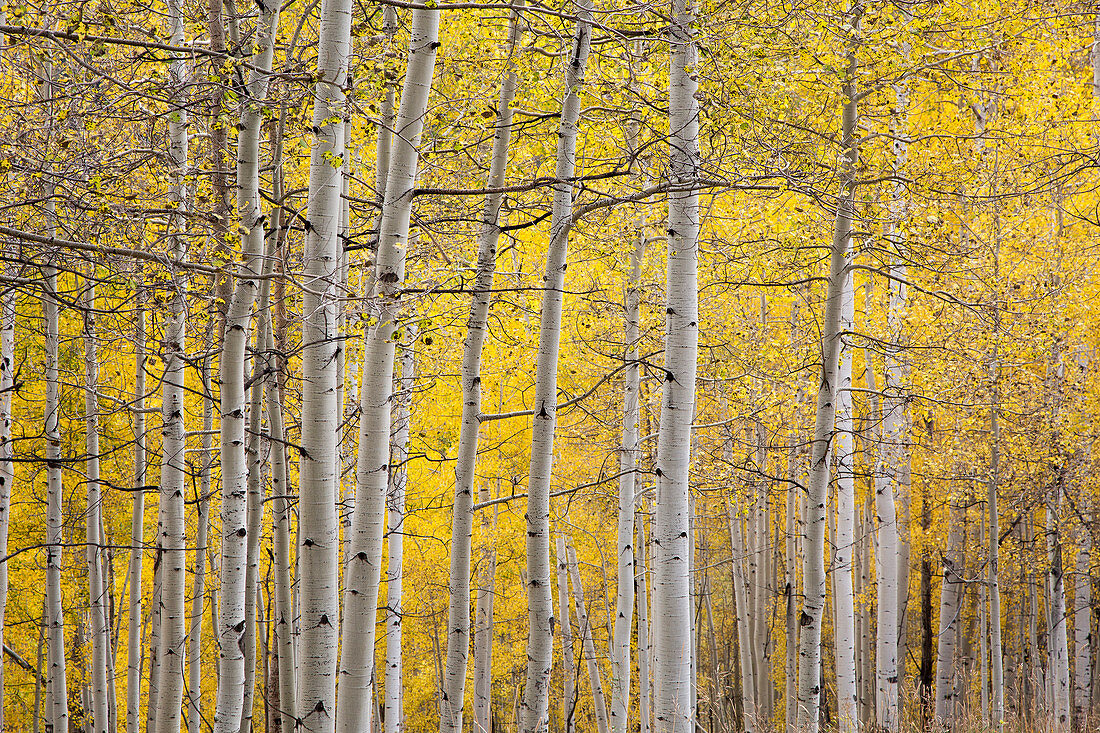 Tranquil yellow autumn birch trees