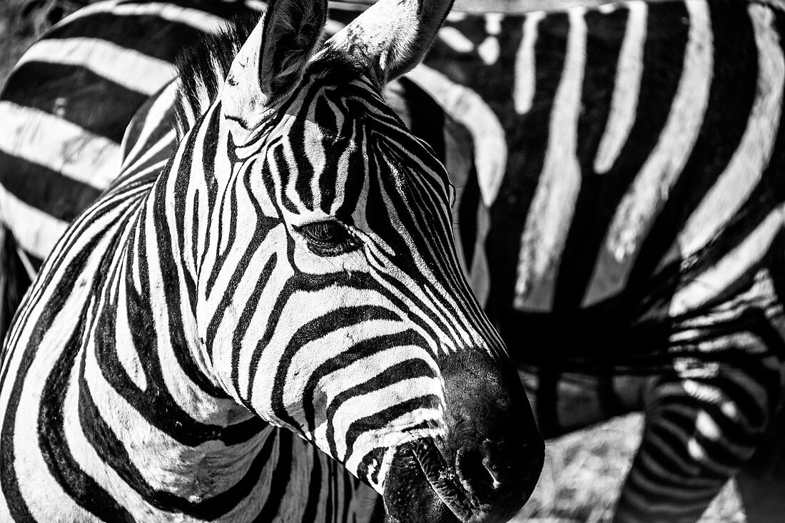 Close up of zebra, Serengeti, Tanzania