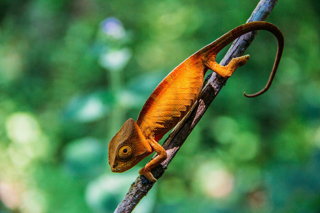 Chameleon on branch, Madagascar