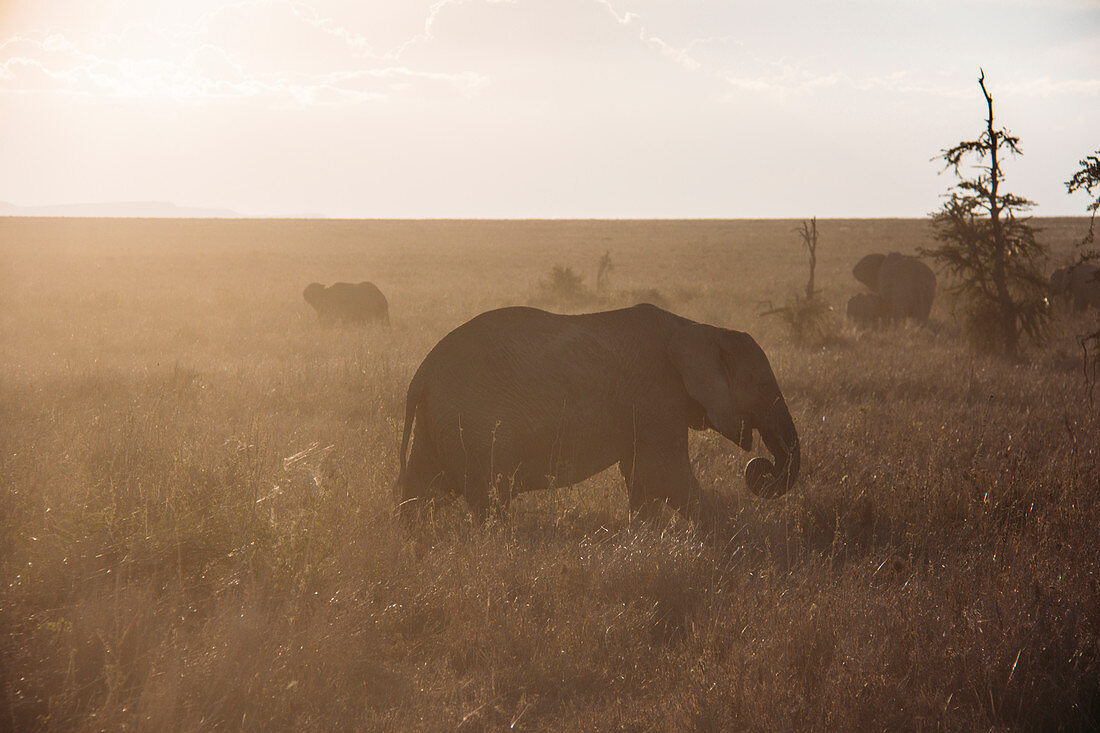 Elephant, Serengeti, Tanzania