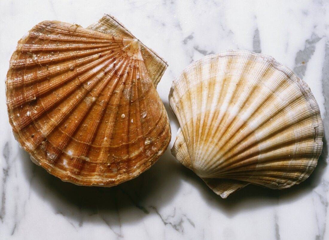 Two Scallop Shells