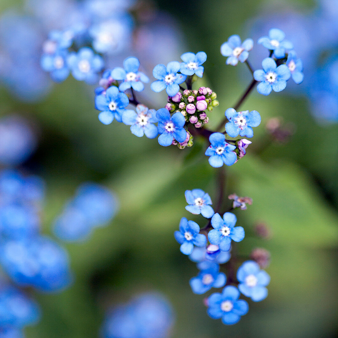 Blue forget-me-not flowers on branch