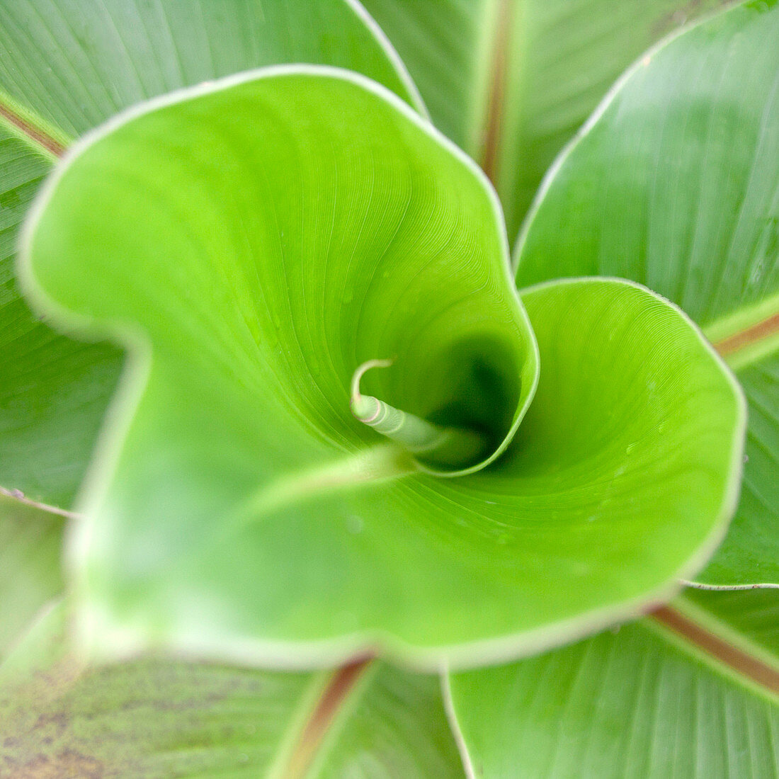 Close up twirling green leaf