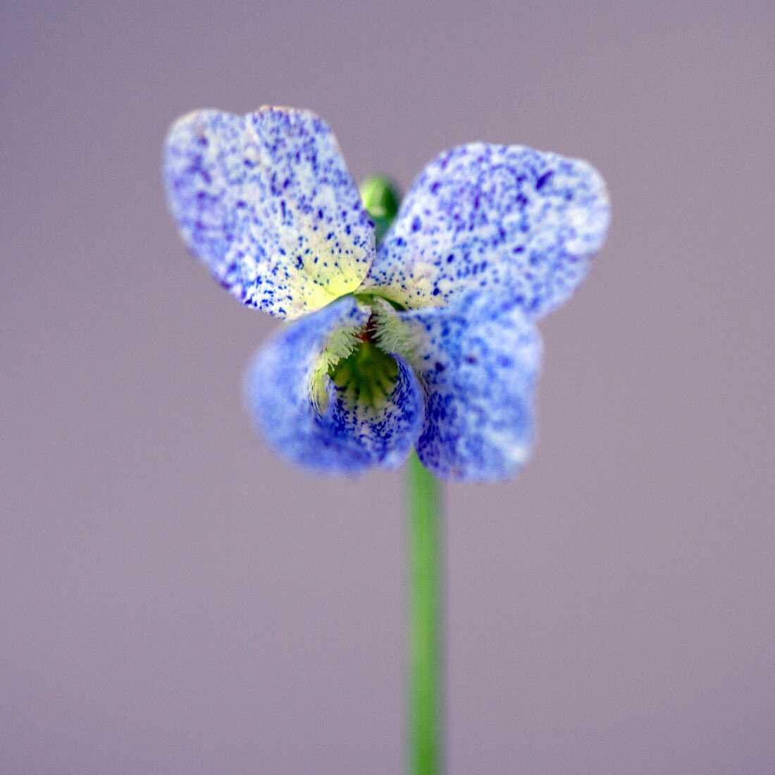 Butterfly-shaped blue viola freckles flower