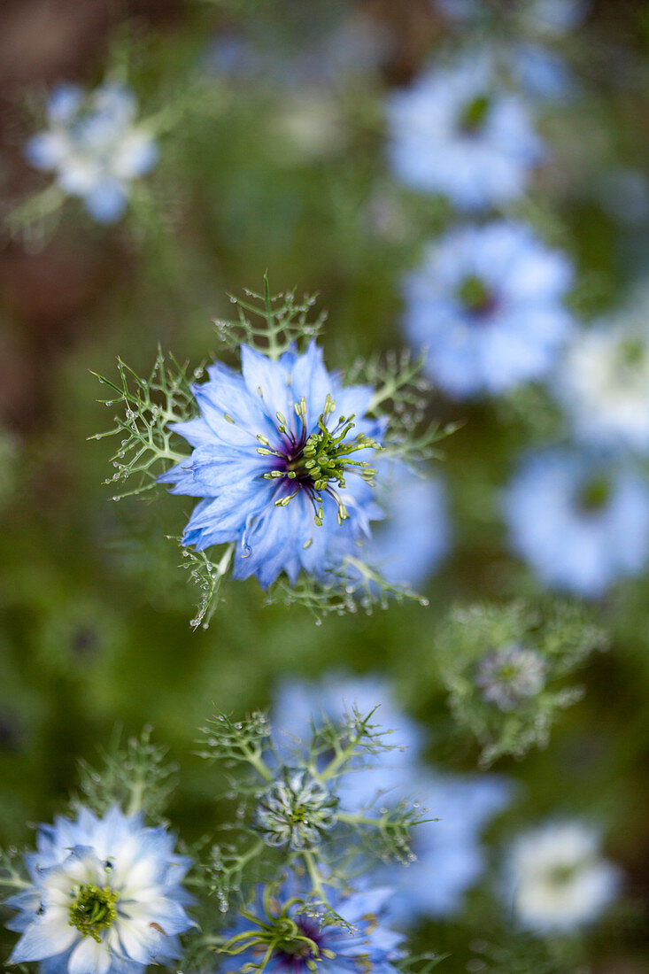 Close up of blue nigella flower