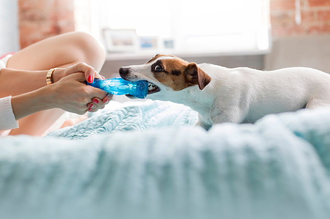 Woman and dog playing with toy
