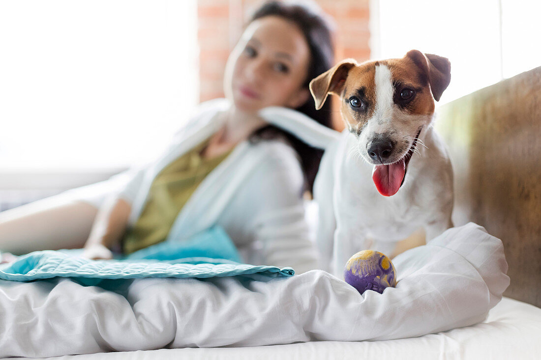 Woman watching Jack Russell Terrier dog with toy