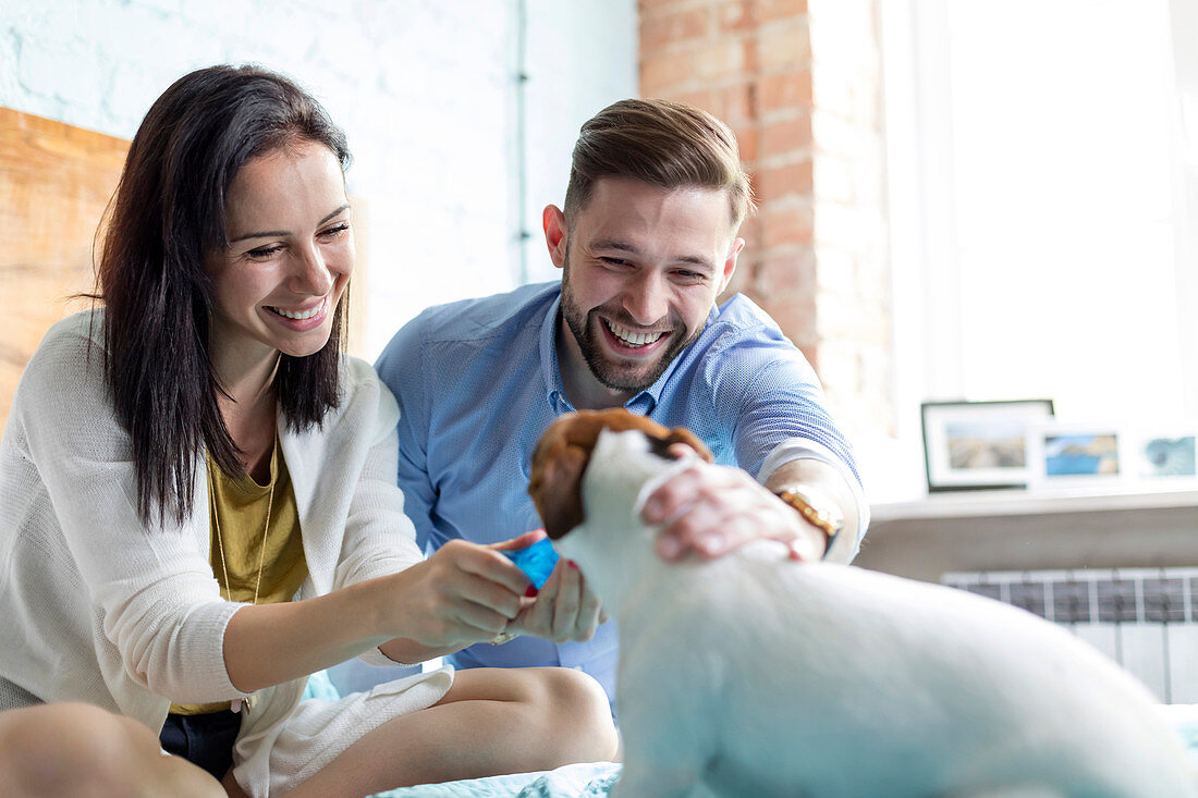 Smiling couple petting Jack Russell Terrier dog