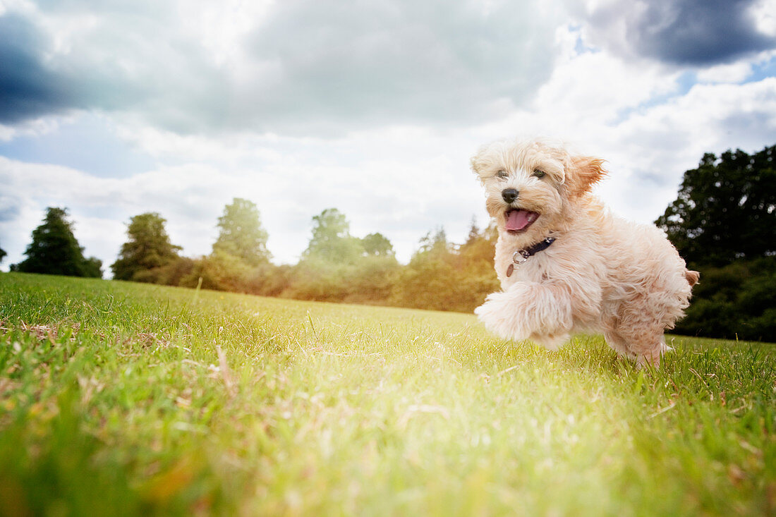 Happy dog running in park grass